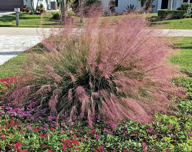 Garden Club of Cape Coral Signs of fall in our Florida gardens News